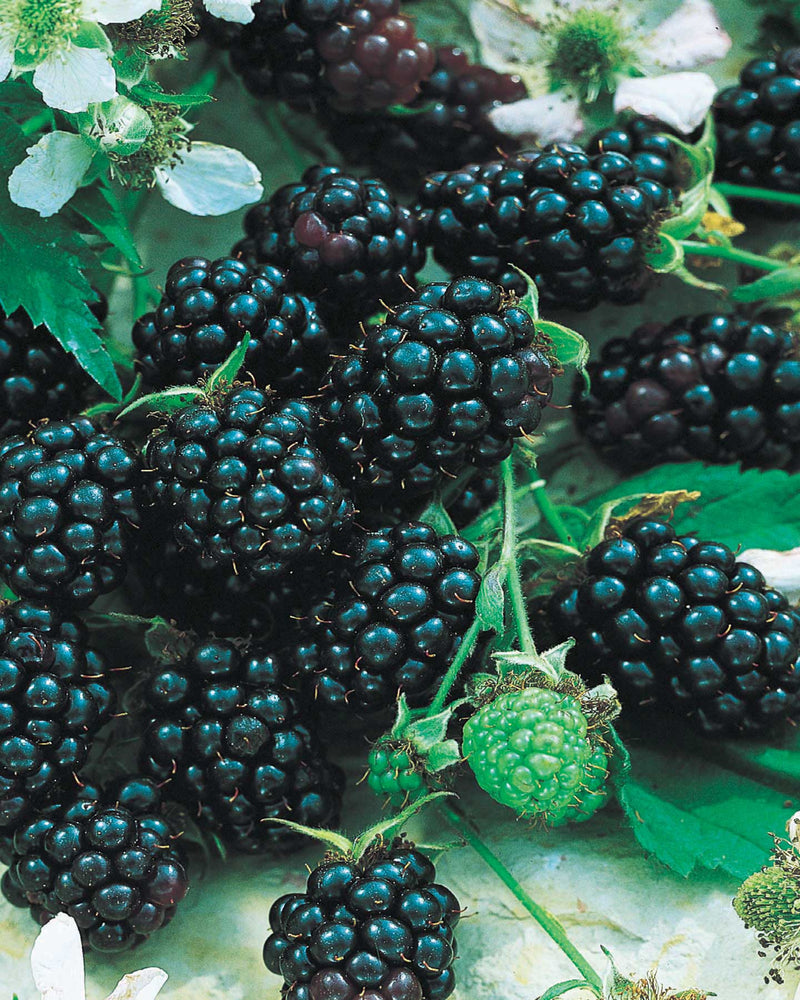 Blackberry Chester - 8078A