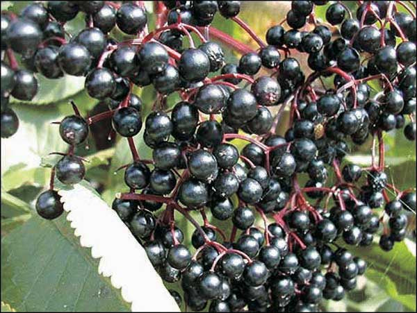 Ranch Elderberry - 8079A