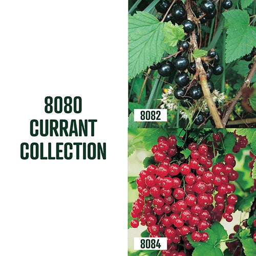 Currant Collection / 2 plants - 8080A