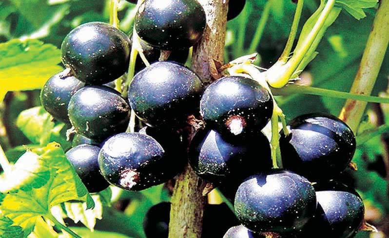Black Velvet Gooseberry - 8081A