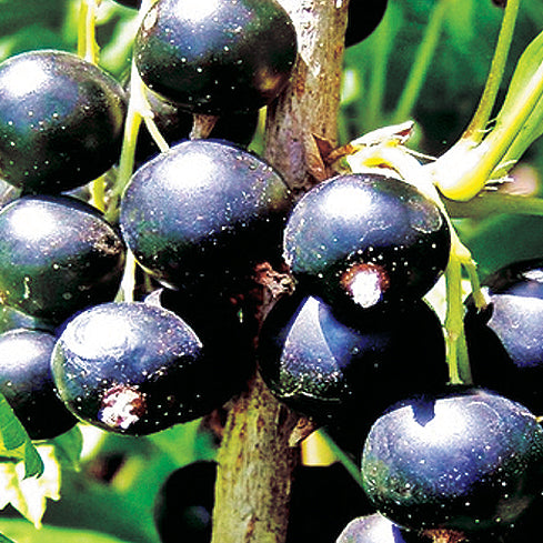Black Velvet Gooseberry - 8081A