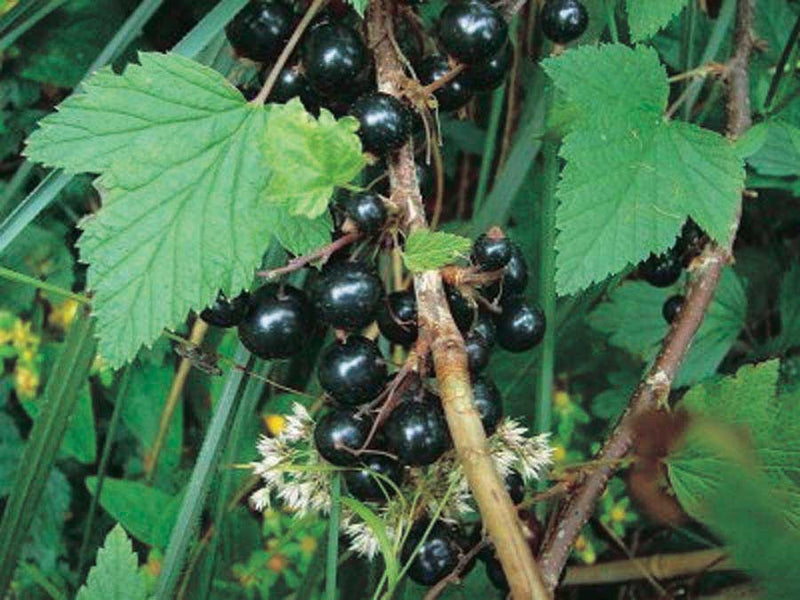 Currants Ben Nevis (black) - 8082A