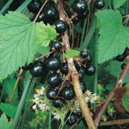 Currants Ben Nevis (black)