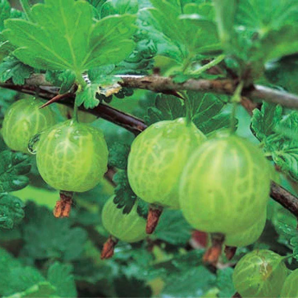 Pixwell Gooseberry - 8083A