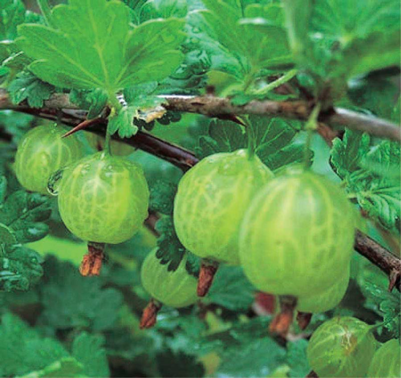 Pixwell Gooseberry - 8083A