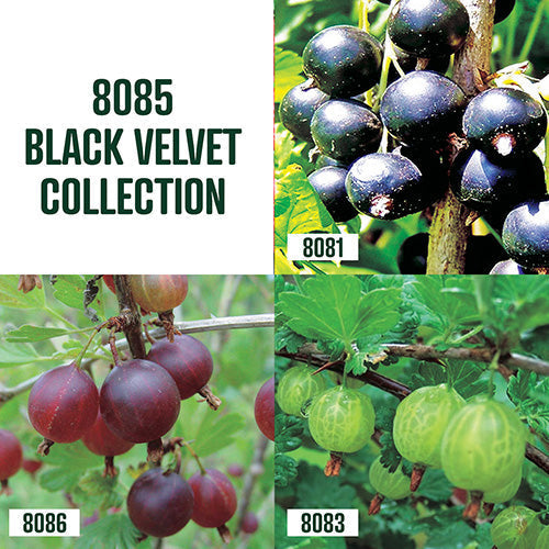 Black Velvet Collection / 3 plants - 8085A