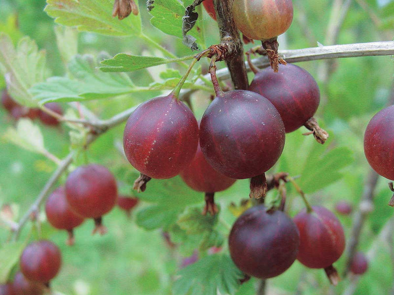Jahn's Prairie Gooseberry - 8086A