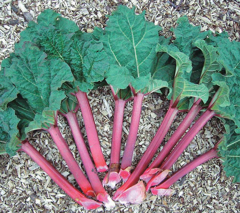 Rhubarb German Wine - 8089A