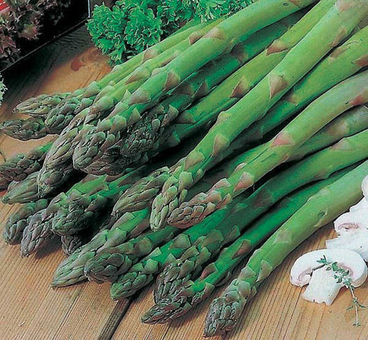 Asparagus Mary Washington - 8090A