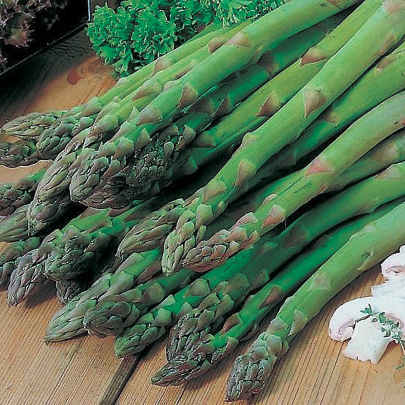 Asparagus Mary Washington - 8090A