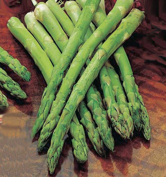 Asparagus Jersey Knight - 8091A