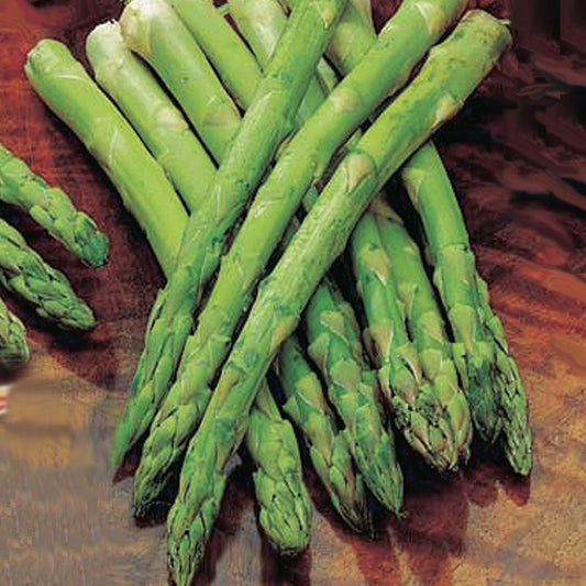 Asparagus Jersey Knight