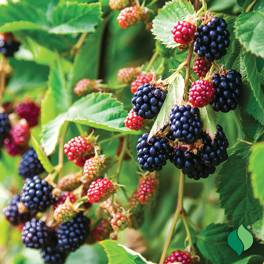 Blackberry Triple Crown