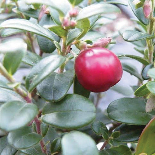 Lingonberry Susi
