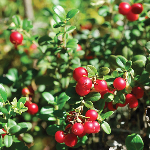 Lingonberry Red Pearl