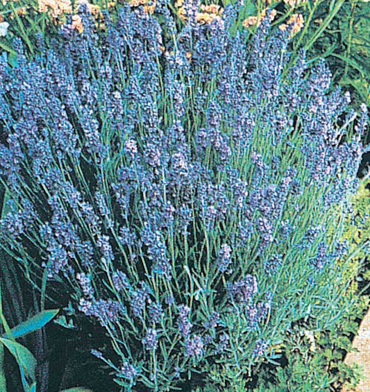 Lavender Lady - 810A