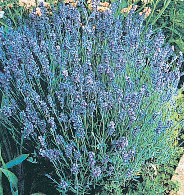 Lavender Lady - 810A