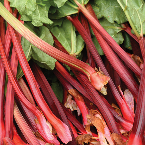 Rhubarb Macdonald Red