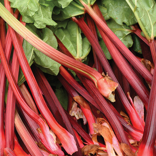 Rhubarb Macdonald Red
