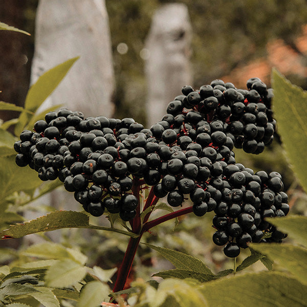 Elderberry Johns