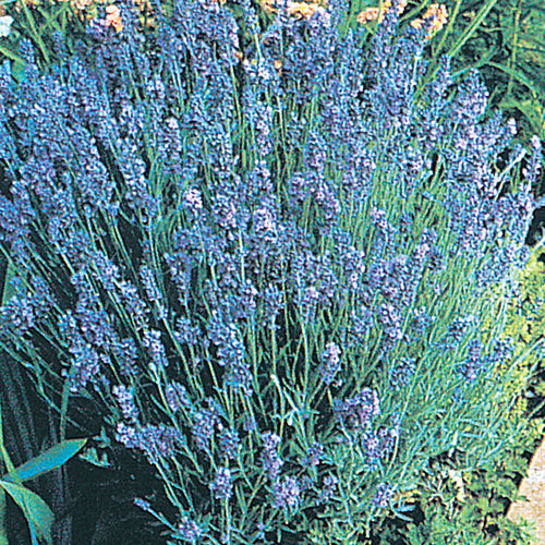 Lavender Lady - 810A