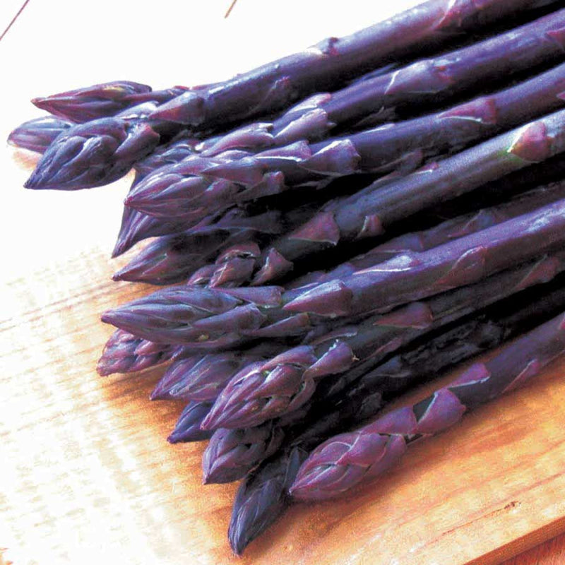 Asparagus Sweet Purple - 8125A