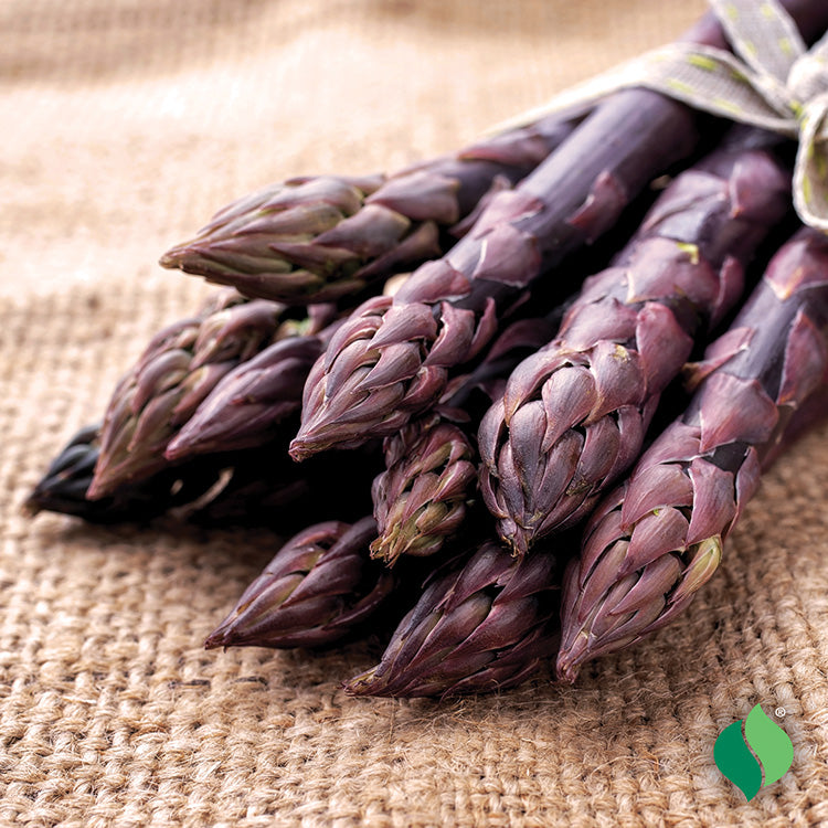 Asparagus Sweet Purple