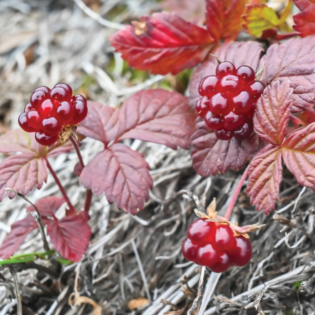 Raspberry Arctic - 8161A