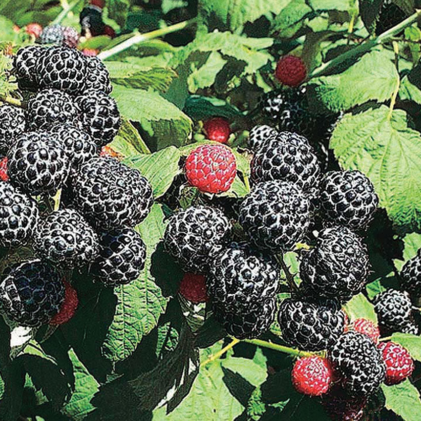 Raspberry Wyoming Black - 8180A