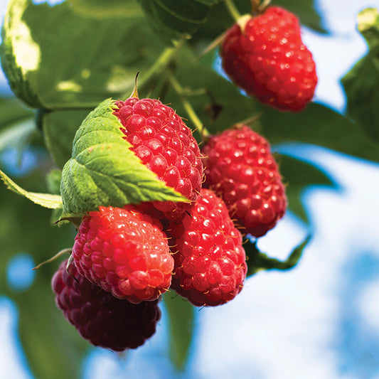 Raspberry Red Mammoth