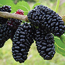 Mulberry Trader - 8182A