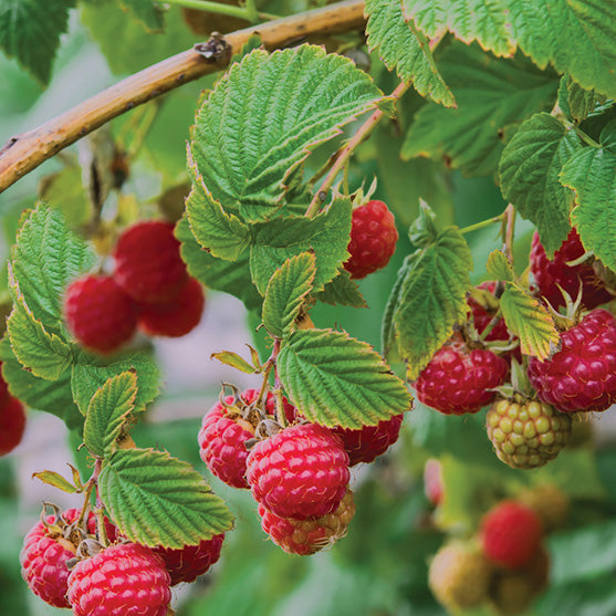 Raspberry Nova