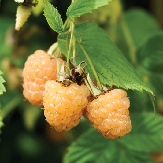 Raspberry Anne (Gold)