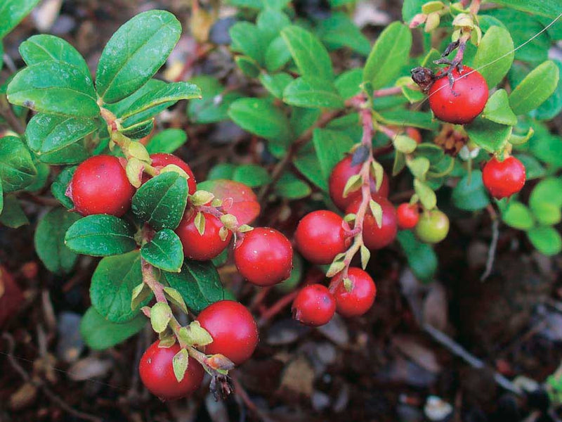 Lingonberry Erntesegen - 8188A