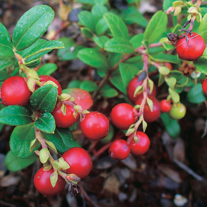 Lingonberry Erntesegen - 8188A
