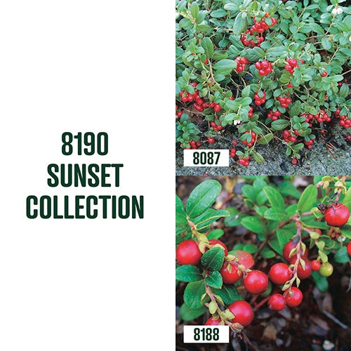 Sunset Collection / 2 plants - 8190A