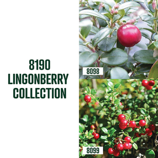 Lingonberry Collection / 2 plants
