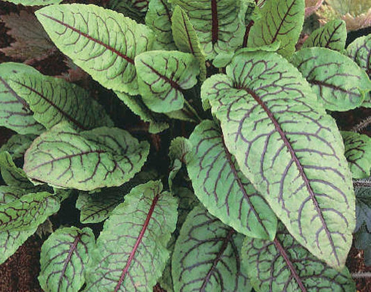 Sorrel Red Vein (40-55 Days) - 820A