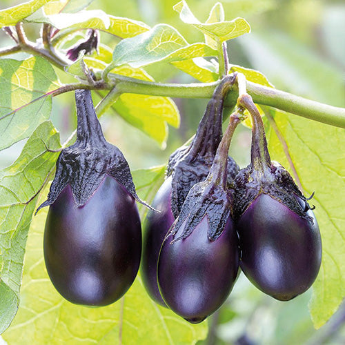 Eggplant Patio Baby (60 Days)