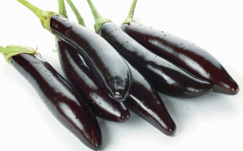 Eggplant Shoya Long (60 Days) - 824A