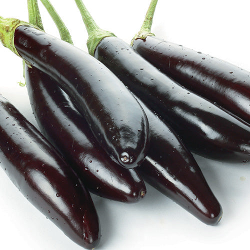 Eggplant Shoya Long (60 Days) - 824A