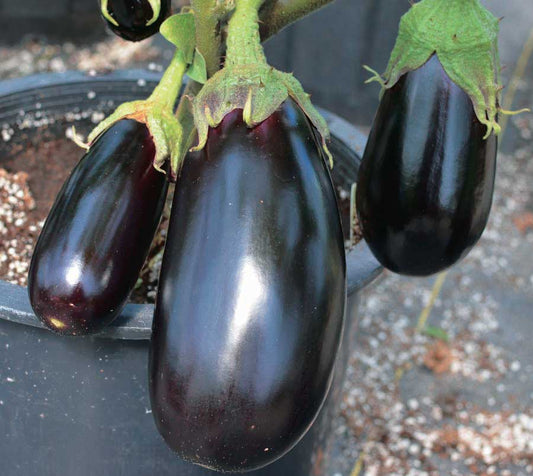 Eggplant Nadia (70 Days) - 828A