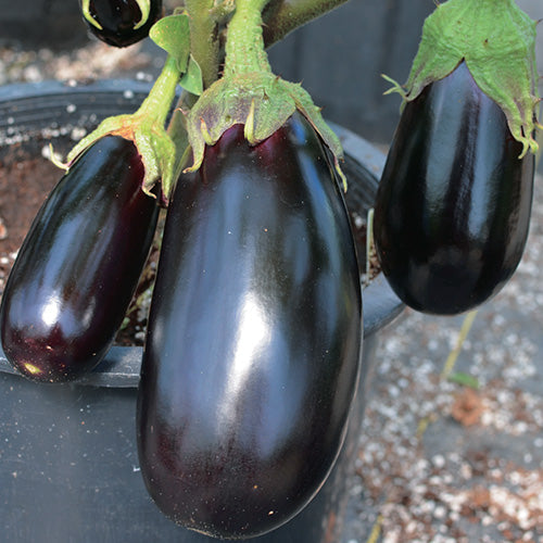 Eggplant Nadia (70 Days) - 828A