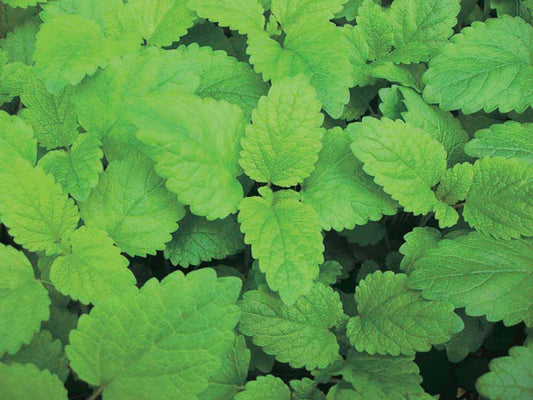 Lemon Balm - 830A