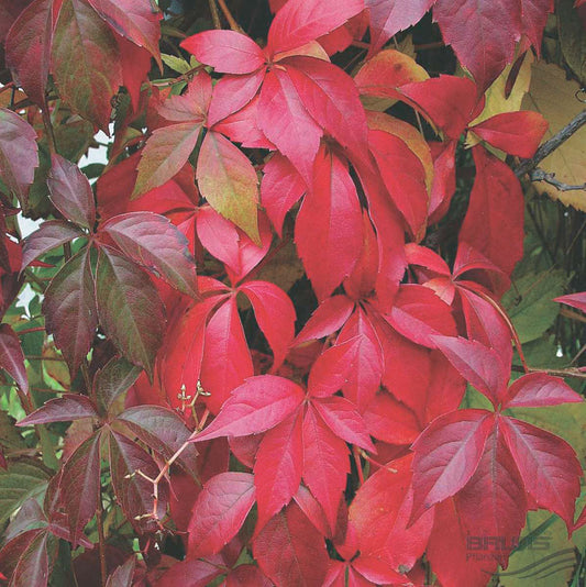 Virginia Creeper - 8303A
