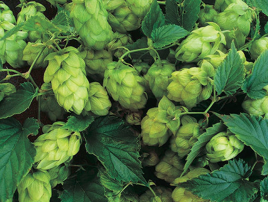 Cascade Hops Vine - 8305A
