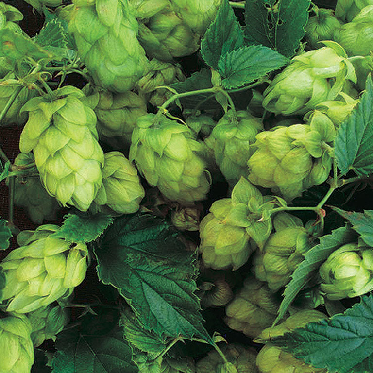 Cascade Hops Vine - 8305A