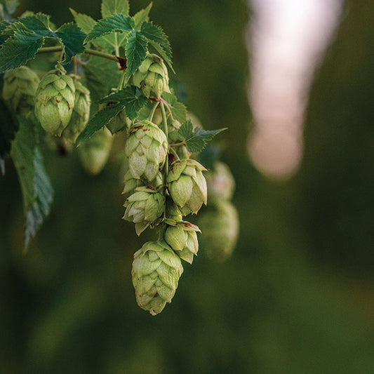 Chinook Hops Vine