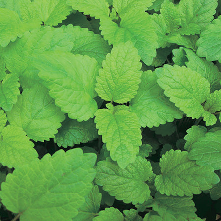 Lemon Balm - 830A