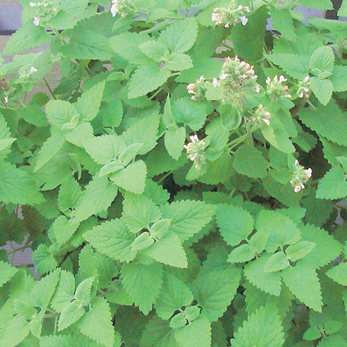 Catnip - 832A